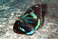 NYMPHALIDAE, Perisama oppelii bleuzeni